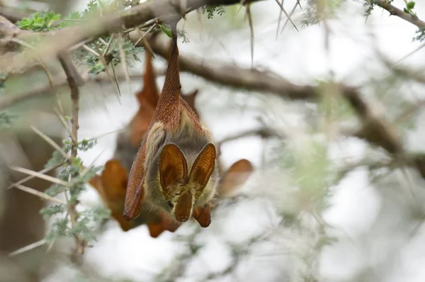 Mısır Slit-Faced dalda asılı yarasa (Nycteris thebaica)