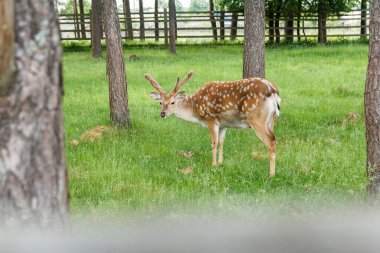 Kuşhanedeki çimenlikte geyik, ağaçların arasında yeşil çimlerin üzerinde yatıyor.