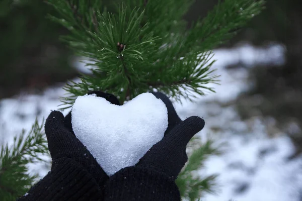 The heart of the snow lies in the hands, the heart of the snow lies in the hands against the background of the fir branch