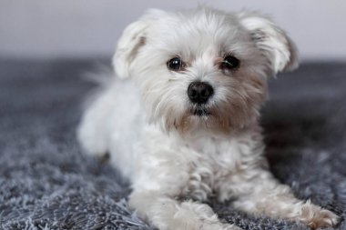 Yatakta yatan Maltalı süs köpeği, Maltalı süs köpeği, köpek