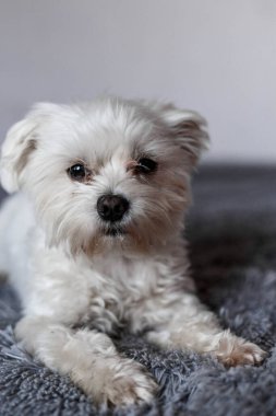 Yatakta yatan Maltalı süs köpeği, Maltalı süs köpeği, köpek