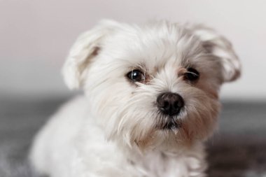 Yatakta yatan Maltalı süs köpeği, Maltalı süs köpeği, köpek