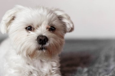 Yatakta yatan Maltalı süs köpeği, Maltalı süs köpeği, köpek