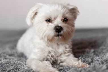Yatakta yatan Maltalı süs köpeği, Maltalı süs köpeği, köpek
