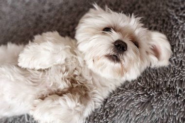 Yatakta yatan Maltalı süs köpeği, Maltalı süs köpeği, köpek