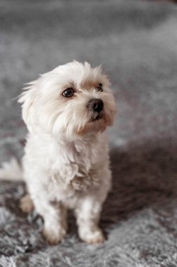 Yatakta oturan Maltalı süs köpeği, Maltalı süs köpeği, köpek