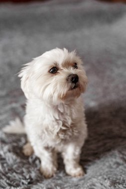 Yatakta oturan Maltalı süs köpeği, Maltalı süs köpeği, köpek