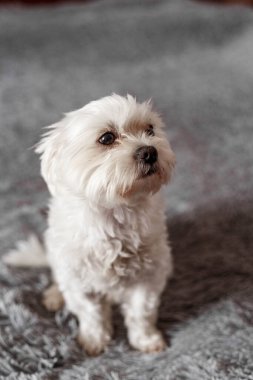 Yatakta oturan Maltalı süs köpeği, Maltalı süs köpeği, köpek