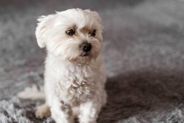 Yatakta oturan Maltalı süs köpeği, Maltalı süs köpeği, köpek