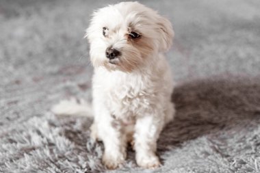 Yatakta oturan Maltalı süs köpeği, Maltalı süs köpeği, köpek