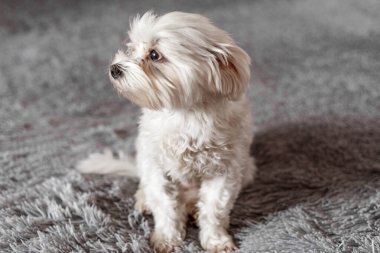 Yatakta oturan Maltalı süs köpeği, Maltalı süs köpeği, köpek