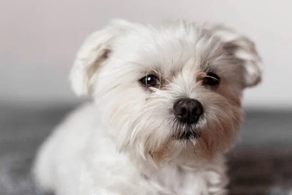 Yatakta yatan Maltalı süs köpeği, Maltalı süs köpeği, köpek