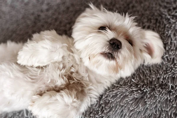 Yatakta yatan Maltalı süs köpeği, Maltalı süs köpeği, köpek