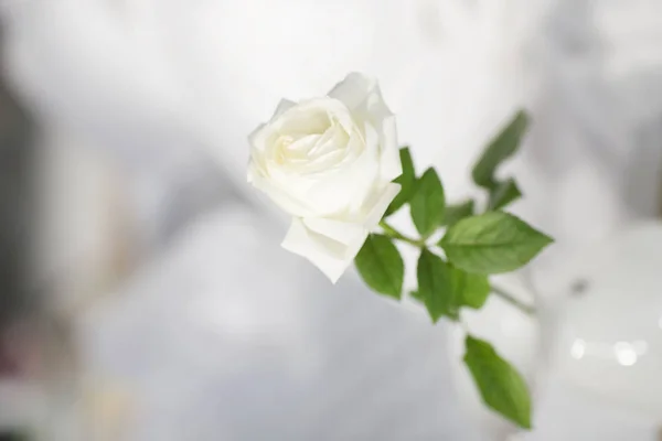 Bianco Bellissimo Dettaglio Rosa Camera Letto Soleggiata Ambiente Sfocato — Foto Stock