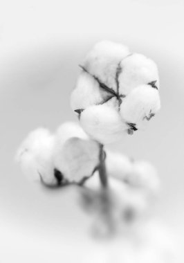 Pamuklu çiçekler, siyah beyaz