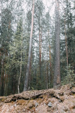 Genç şık çift ormanda, Park çevresinde çalışan ve gülüyor. Modern insan bir yürüyüş. Dövmeli güzel kız. Sevgi dolu genç adam ve kız. dağ Park çam ormanı ile