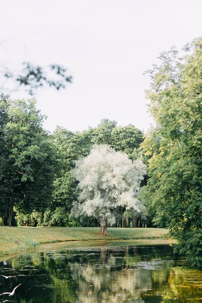 Parques Sin Gente San Petersburgo Paisajes Verano Árboles Puentes Lago —  Fotos de Stock