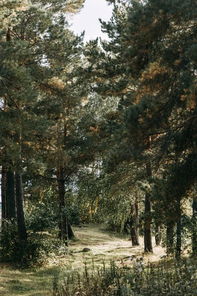 Ren Natur Sommaren Från Höjd Moln Och Ändlösa Fält Skönheten — Stockfoto