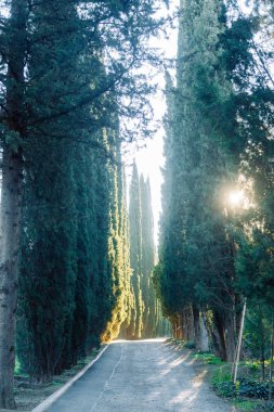 Tiflis, Gürcistan'daki Botanik Bahçesi. Doğal yerler ve Etkinlikler.