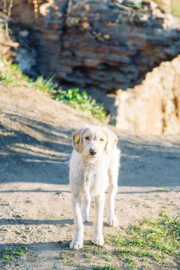 Hayvanları sokaklarda, medeni bir toplumda. Kediler ve köpekler Gürcistan.