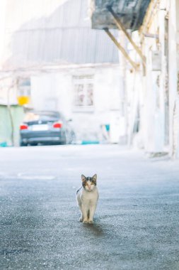 Hayvanları sokaklarda, medeni bir toplumda. Kediler ve köpekler Gürcistan.