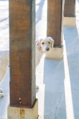 Hayvanları sokaklarda, medeni bir toplumda. Kediler ve köpekler Gürcistan.