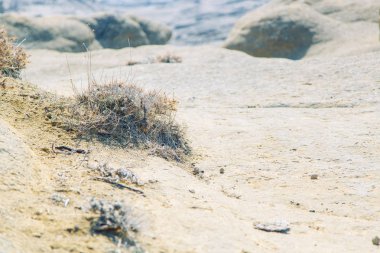 Tasarım için bitki örtüsü ve yeşil arka plan dokusu. Güneş ışığı ve parlamayı yaprakların üzerine.