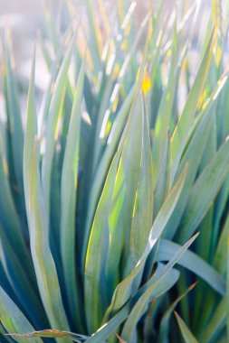 Tasarım için bitki örtüsü ve yeşil arka plan dokusu. Güneş ışığı ve parlamayı yaprakların üzerine.