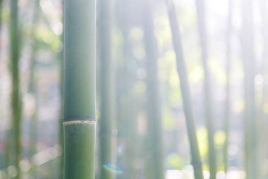 Tasarım için bitki örtüsü ve yeşil arka plan dokusu. Güneş ışığı ve parlamayı yaprakların üzerine.