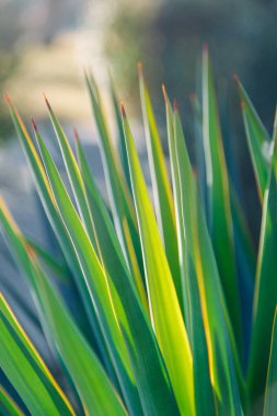 Tasarım için bitki örtüsü ve yeşil arka plan dokusu. Güneş ışığı ve parlamayı yaprakların üzerine.