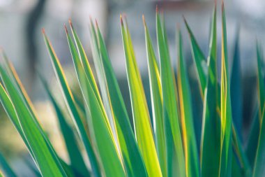 Tasarım için bitki örtüsü ve yeşil arka plan dokusu. Güneş ışığı ve parlamayı yaprakların üzerine.