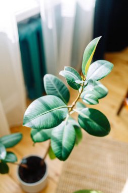 İç dekor minimalizm. Tropikal yeşillikler ile parlak modern iç. 