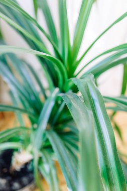 İç dekor minimalizm. Tropikal yeşillikler ile parlak modern iç. 