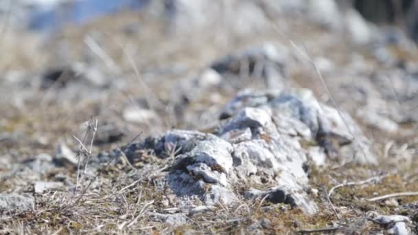 Panoramisch Uitzicht Vanaf Berg Naar Rivier Aard Van Rusland Oeral — Stockvideo