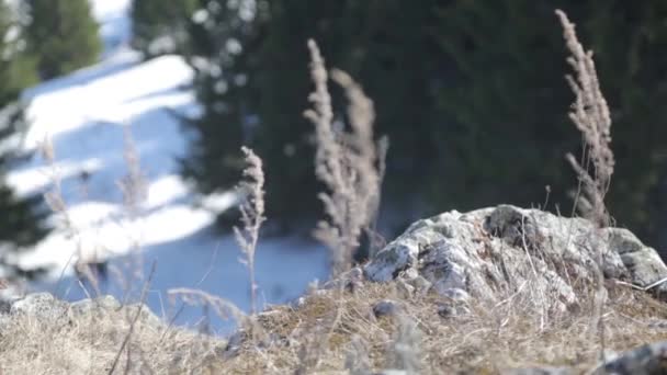 山から川へのパノラマビュー ロシアとウラル山脈の自然 — ストック動画