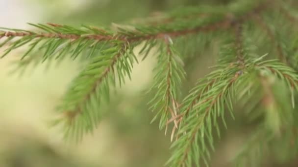 Sparren Takken Slingeren Wind Natuurlijke Achtergrond Van Groene Naalden — Stockvideo