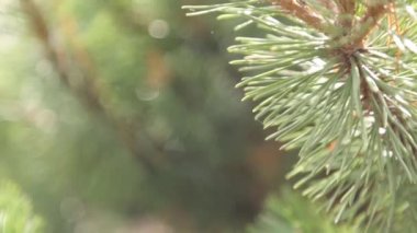 Rüzgarda sallanan ladin dalları. Yeşil iğnelerin doğal arka planı.