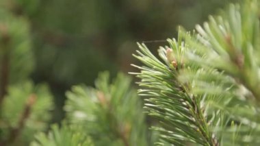 Rüzgarda sallanan ladin dalları. Yeşil iğnelerin doğal arka planı.