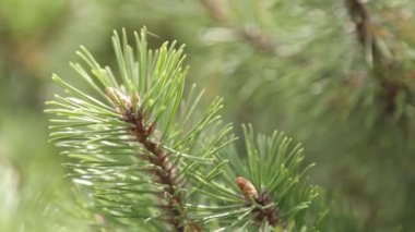 Rüzgarda sallanan ladin dalları. Yeşil iğnelerin doğal arka planı.