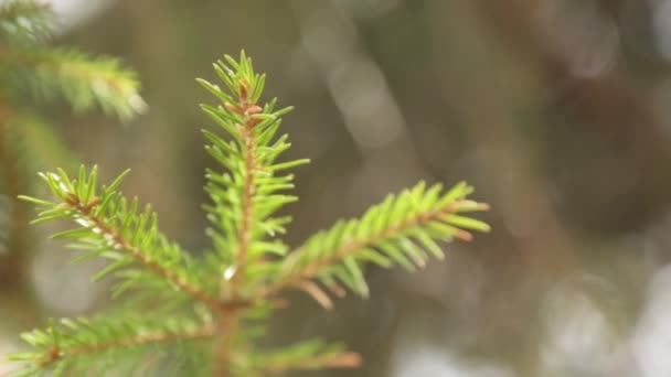 Sparren Takken Slingeren Wind Natuurlijke Achtergrond Van Groene Naalden — Stockvideo