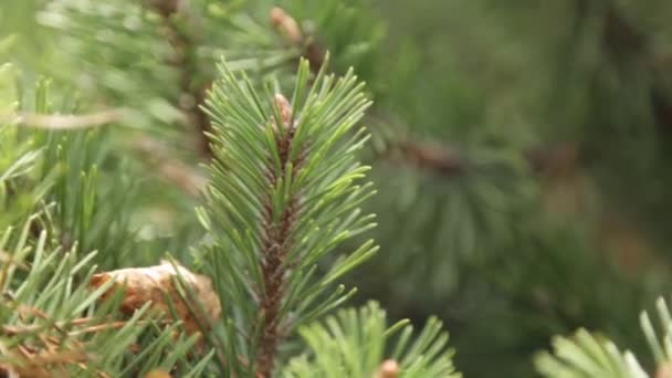 スプルースの枝が風に揺れる 緑の針の自然な背景 — ストック動画