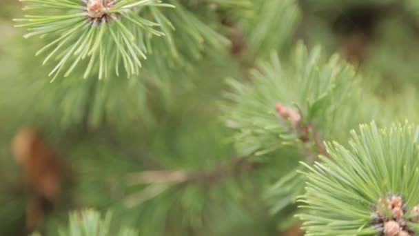 Des Branches Épinette Balancent Dans Vent Fond Naturel Aiguilles Vertes — Video