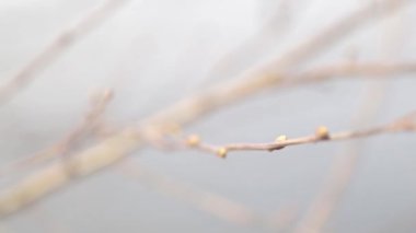 Parkta bahar açan dallar. Arka planda minimalist için yaprak ve dalmakro.