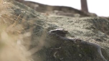 Parkta bahar açan dallar. Arka planda minimalist için yaprak ve dalmakro.