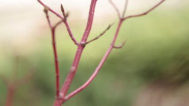 Parkta bahar açan dallar. Arka planda minimalist için yaprak ve dalmakro.