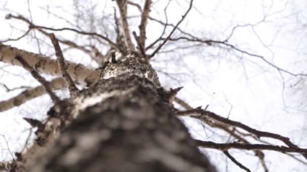 Park Ilkbaharda Ağaç Gövdesi Taç Bahar Doğa Berrak Gökyüzü — Stok video