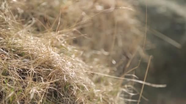 Lente Bloeiende Takken Het Park Macro Van Bladeren Twijgen Voor — Stockvideo