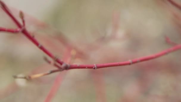 公園内の春の開花枝 背景にミニマリストのための葉と小枝のマクロ — ストック動画