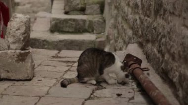 Karadağ sokaklarında kediler, Kotor. Evcil hayvanlarla eski şehrin sokakları.