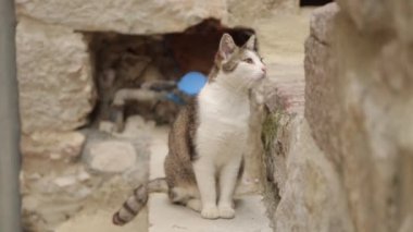 Karadağ sokaklarında kediler, Kotor. Evcil hayvanlarla eski şehrin sokakları.